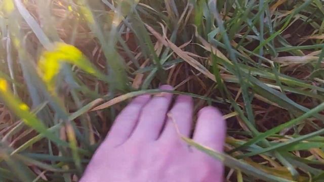 Переросшая Озимая пшенца Ранние посевы пшеницы на юге Украины Борошнистая роса злаковая муха болезн смотреть онлайн