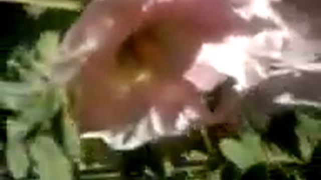 hollyhocks смотреть онлайн