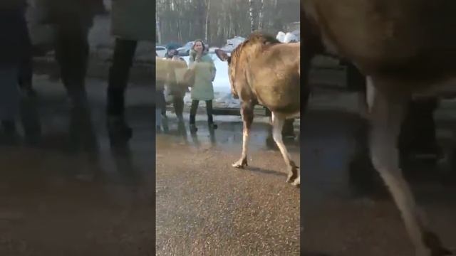 дружелюбный лось в городе смотреть онлайн