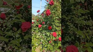 Обзор плетистой розы Дон Жуан