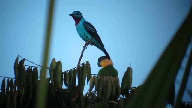 SPANGLED COTINGA MITU - VAUPES смотреть онлайн