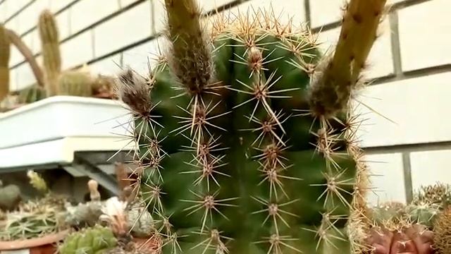 Цветение эхинопсиса... Зацветает в 22:00 и в 12:00 дня следующего дня отцветает. Ночной цветок. смотреть онлайн