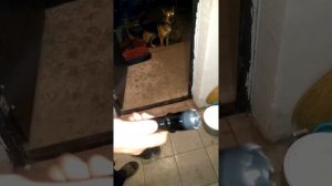 Электрошокер отпугивает собак, развеем миф