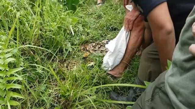 Release Reticulated python with Rex Sumner, Albert, Diana, Tanya, Ivan, Bernard and Jackson Marsh. смотреть онлайн