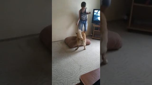 Жадный пёс смотреть онлайн