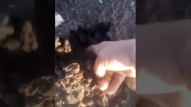 Так мы собираем подтопольники смотреть онлайн