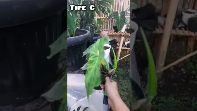 Philodendron Verrucosum || Plantae Corner смотреть онлайн