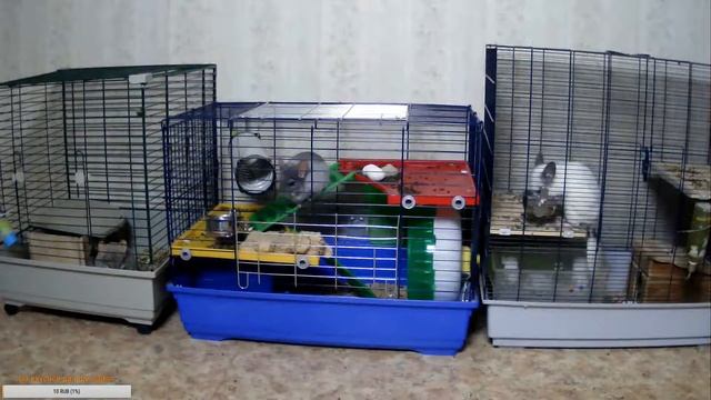 Наблюдаем за жизнью Шиншилл смотреть онлайн