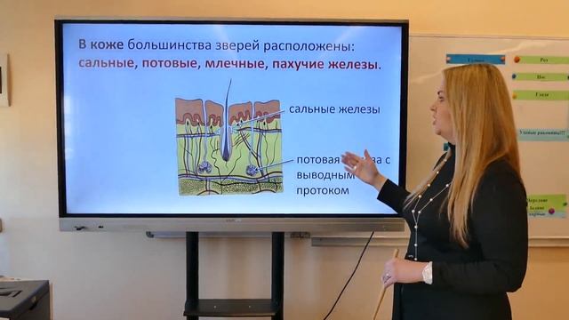 8 класс. Биология. Внешнее строение, скелет и мускулатура млекопитающих смотреть онлайн