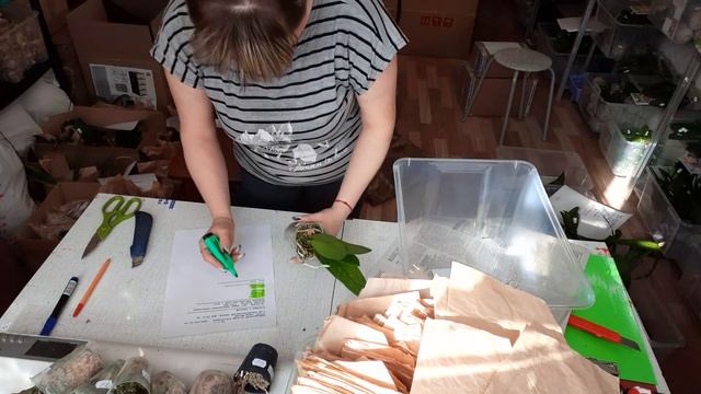 орхидей/ СБОР ПОСЫЛОК/будьте внимательнее часть 2 смотреть онлайн