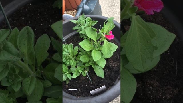 Surfinia crazy pink and 2 verbena plants смотреть онлайн