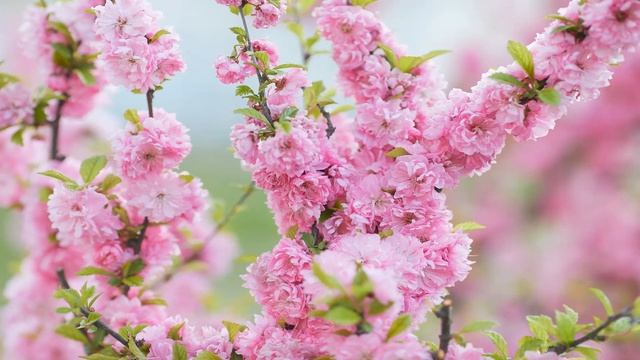 Весенние пение птиц для глубокого исцеляющего сна. Relaxing meditation music?♂️ смотреть онлайн