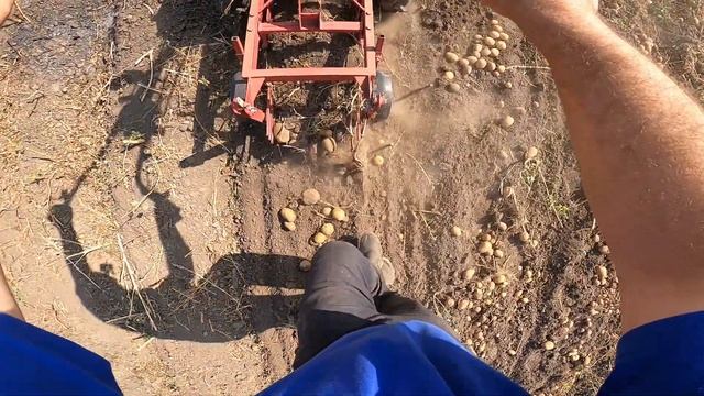 Картофель без полива. Маргарита и актриса. Margarita and the actress. Potatoes without watering. смотреть онлайн