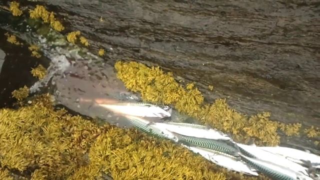 Ловля скумбрии смотреть онлайн