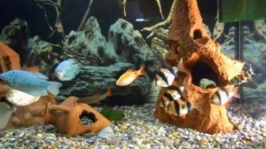 Что будет если рыбку попугая подсадить к цихлиду