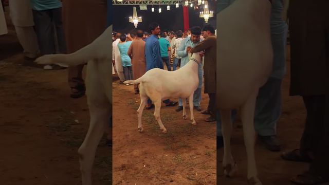 #Balika #Shahzada Bakra white colour ka смотреть онлайн