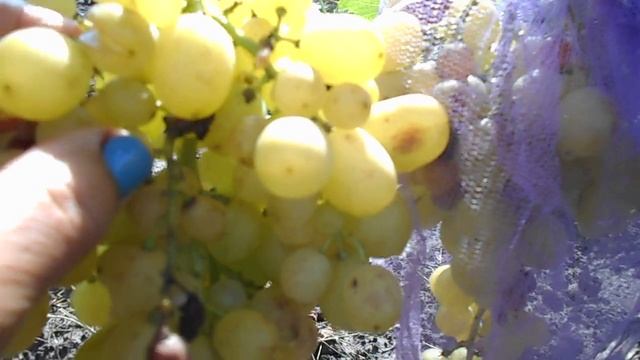 Амелия.Вайт роуз!как себя повел виноград после пятидневных дождей смотреть онлайн