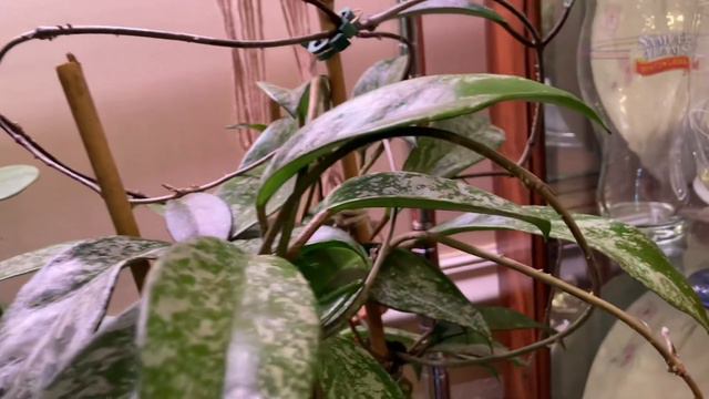 Update Of My Hoya Plants #hoya #hoyaplant