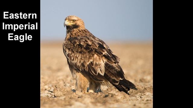 Eagle Sound From 13 Types Of Eagles