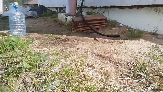 Как сделать водную бомбочку из подручных средств