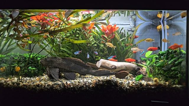 Аквариум 60л. День 494. смотреть онлайн