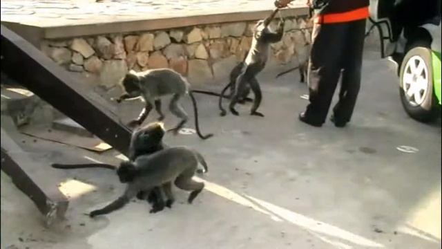 ЧТО ВАС ЖДЕТ НА ОТДЫХЕ В МАЛАЙЗИИ смотреть онлайн