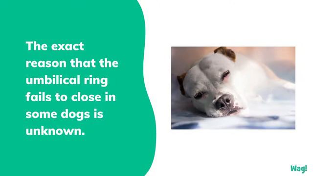 Umbilical Hernia in Dogs | Wag! смотреть онлайн