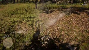 Red Dead Redemption 2 странный баг с иволгой