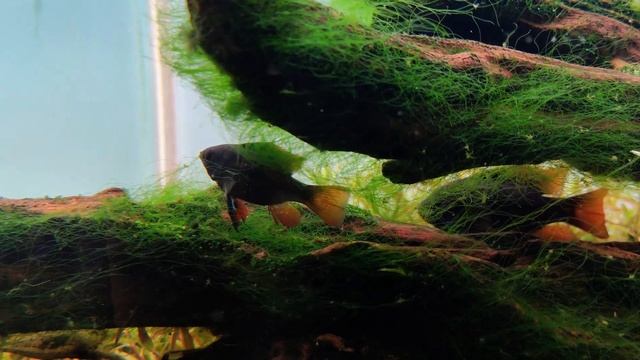 Апистограмма Рамирези "Темный Рыцарь" черная /Microgeophagus ramirezi var. Black смотреть онлайн