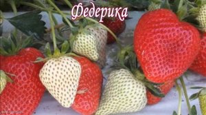 Презентация ПОЗДНИЕ сорта земляники- 24 год