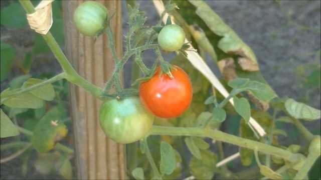 TOMATE : Gardener's Delight