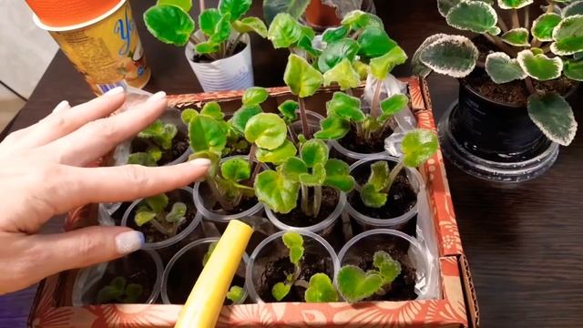 Как правильно ухаживать за фиалками. 5 причин почему фиалки не цветут. смотреть онлайн