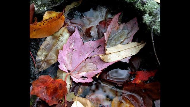 Осенний вальс/ Autumn valse смотреть онлайн