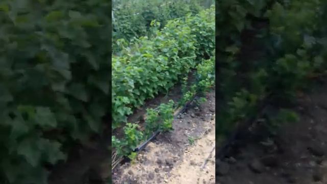 Малина ранняя сорт Лячка смотреть онлайн