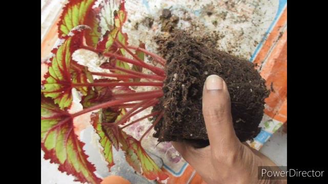 Step by Step Growing Begonia Hydroponic Method for Beginners смотреть онлайн