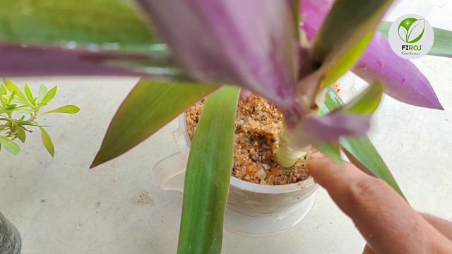 Grow Rhoeo Plant Propagating From Cutting + Update смотреть онлайн