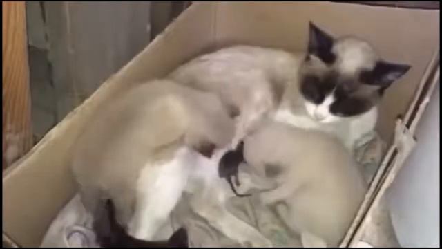 Кошка усыновила мышонка – В семье кошки завелась мышка 2017 МатроскинТВ Кошка и мышка смотреть онлайн