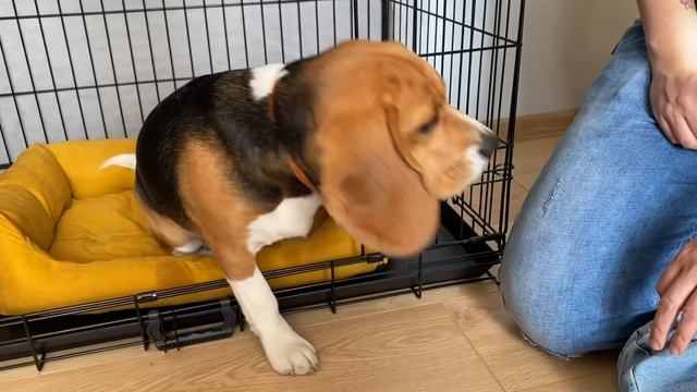 Что случилось, Усы? Приучить собаку к клетке смотреть онлайн