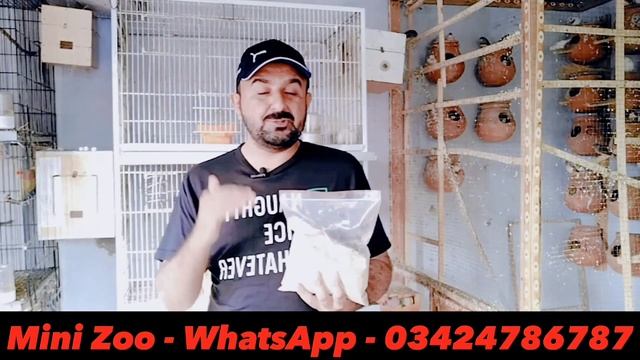 Birds Care After Breeding | All Birds Breeding Tips | Breeding Formula | Mini Zoo смотреть онлайн