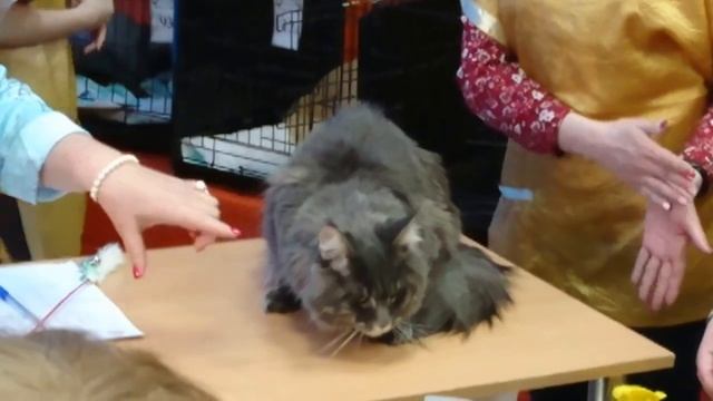 Мейн-кун. Выставка кошек 22.04.2017 Пушистые любимцы в центре внимания публики. Купчино, СПб смотреть онлайн