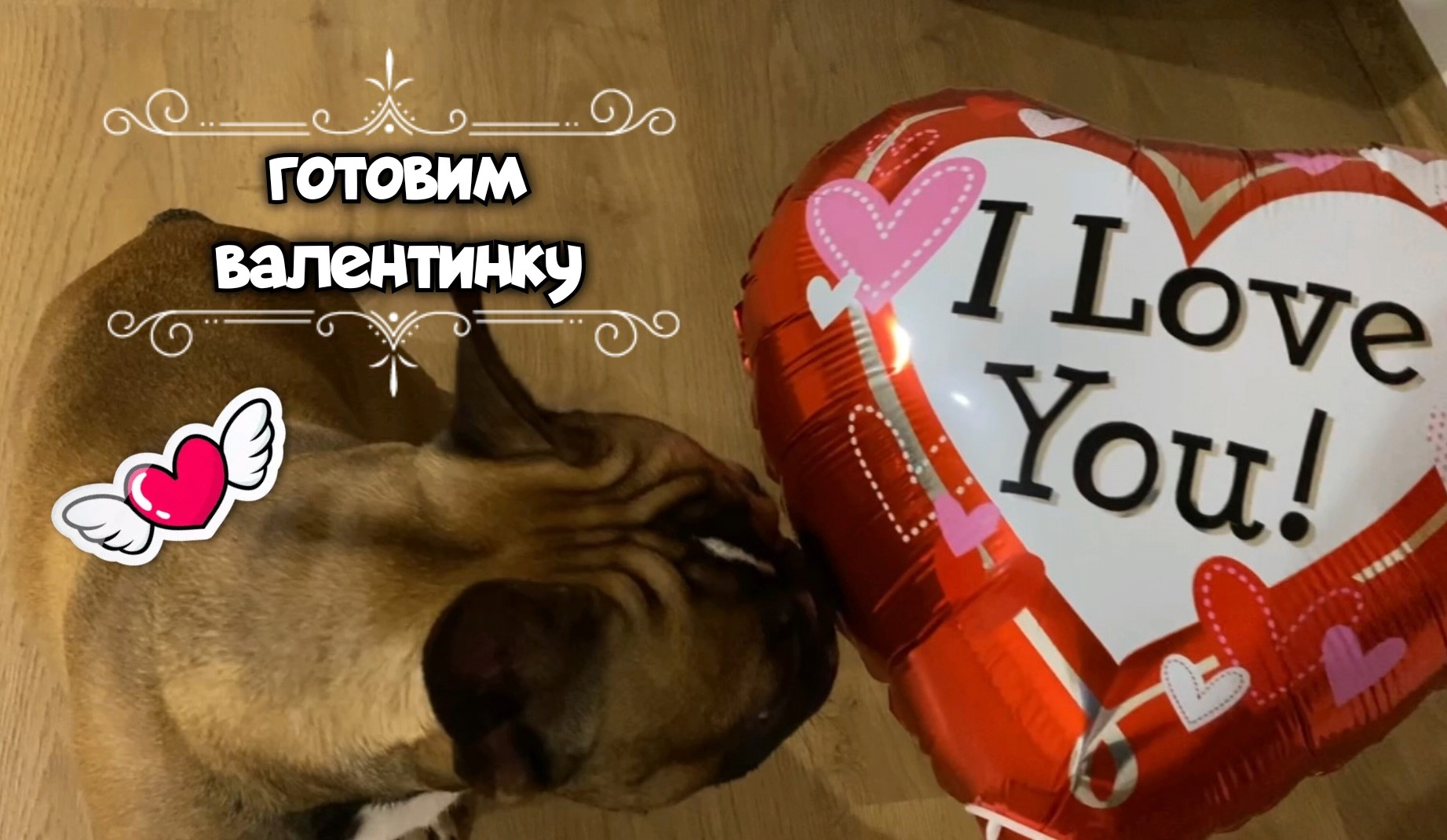 Французский бульдожка Федя готовится ко Дню влюблённых смотреть онлайн