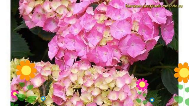 Гортензия крупнолистная Гертруда Глан. Краткий обзор, описание hydrangea macrophylla Gertrud Glahn смотреть онлайн