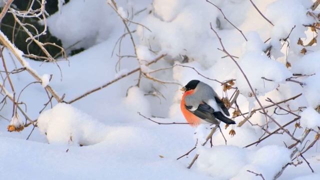 Сказка М.С.Пляцковского «Какая бывает зима» смотреть онлайн