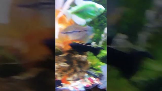 Мои питомцы /кошка и аквариумные рыбки👍👍👍 смотреть онлайн
