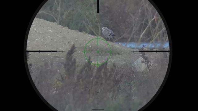 Гидро-Карловый Шутер. Охота на Ворон и Мартынов с PCP. Air Gun Crow Hunting 2022. Кроухантинг.