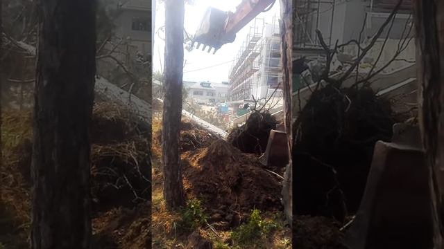 Уничтожают лес!Что будет дальше? смотреть онлайн