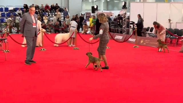 Выставка - Лучшая Собака России-2023, Бордер Терьер. смотреть онлайн