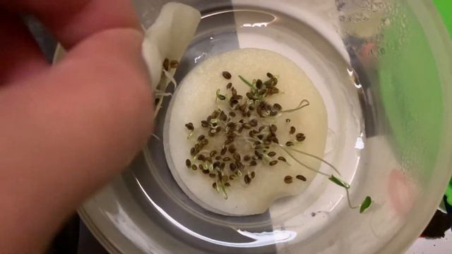 Как вырастить УКРОП и ПЕТРУШКУ на подоконнике GARDENSTAR | Посадка зелени в квартире | Эксперимент смотреть онлайн