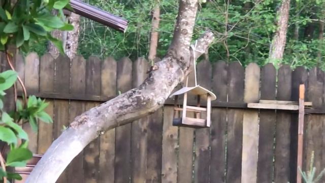 Робкий дачный дятел смотреть онлайн