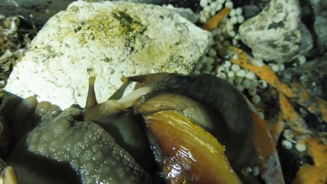 #СПАРИВАНИЕУЛИТОКАХАТИН#РАЗМНОЖЕНИЕФУЛИК#КЛАДКААХАТИН#КУПЛЮАХАТИНПРОДАЮ#МАРИМИСТИКПИТОМНИКАРХАХАТИН